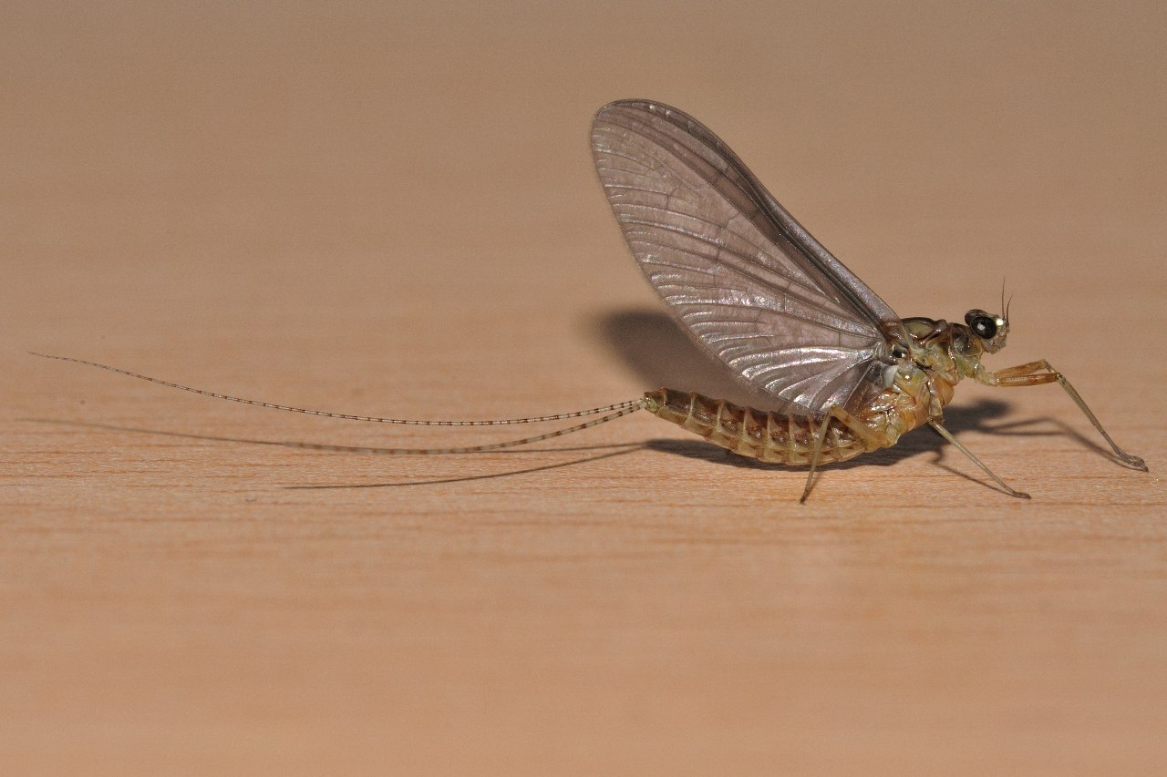 Cloeon cognatum subimago femmina